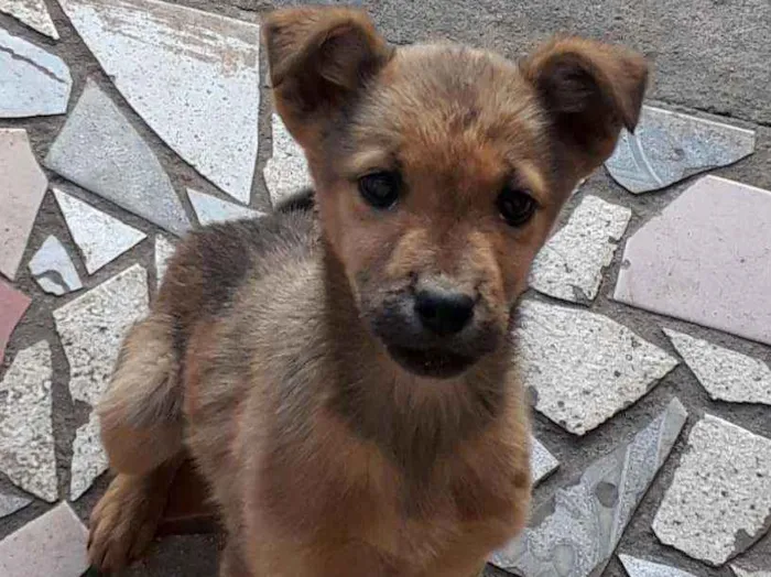 Cachorro ra a Vira lata idade 2 a 6 meses nome Lili