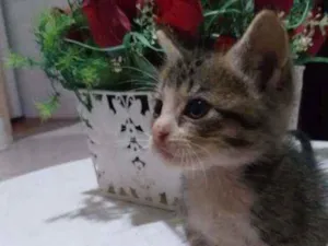 Gato raça  idade Abaixo de 2 meses nome Ainda não tem nome 