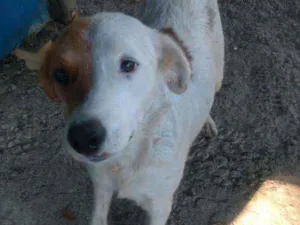 Cachorro raça Não sei idade 3 anos nome Branca 