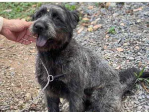 Cachorro raça SRD idade 1 ano nome Ursa