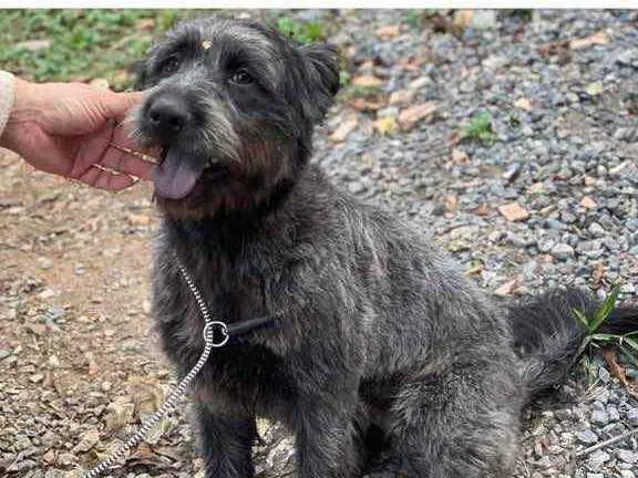 Cachorro ra a SRD idade 1 ano nome Ursa
