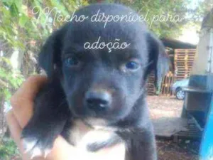 Cachorro raça Mistura  idade Abaixo de 2 meses nome Pretinho