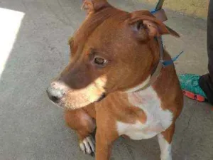 Cachorro raça Pit Bull idade 2 anos nome Mel
