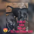 Filhotes