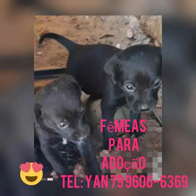 Cachorro raça Srd idade Abaixo de 2 meses nome Filhotes