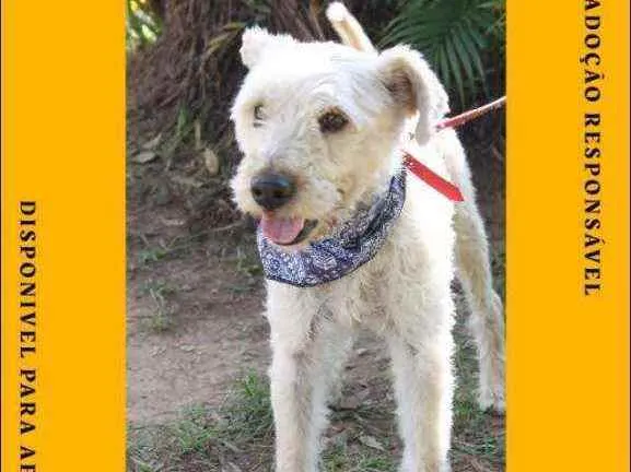 Cachorro ra a SRD idade 2 a 6 meses nome Bob