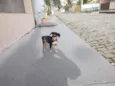 Estrela