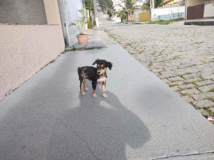 Cachorro raça SRD idade 2 a 6 meses nome Estrela
