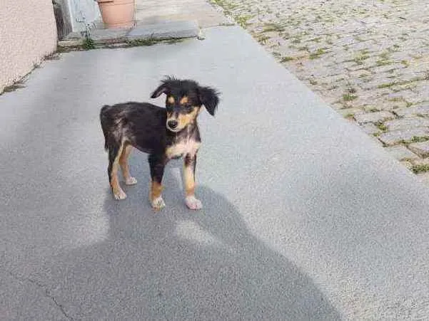 Cachorro raça SRD idade 2 a 6 meses nome Estrela