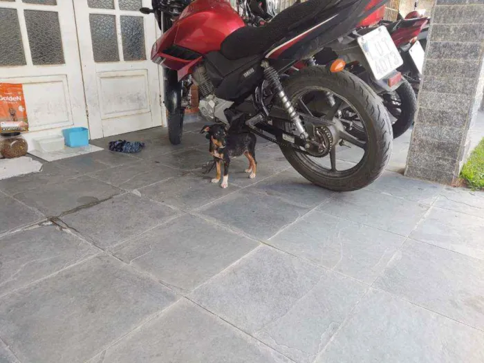 Cachorro raça SRD idade 2 a 6 meses nome Lulu