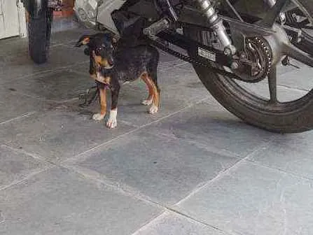 Cachorro raça SRD idade 2 a 6 meses nome Lulu