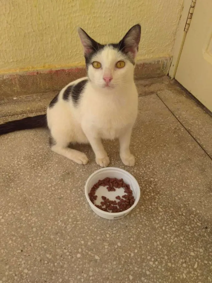 Gato raça SRD idade 2 anos nome Link
