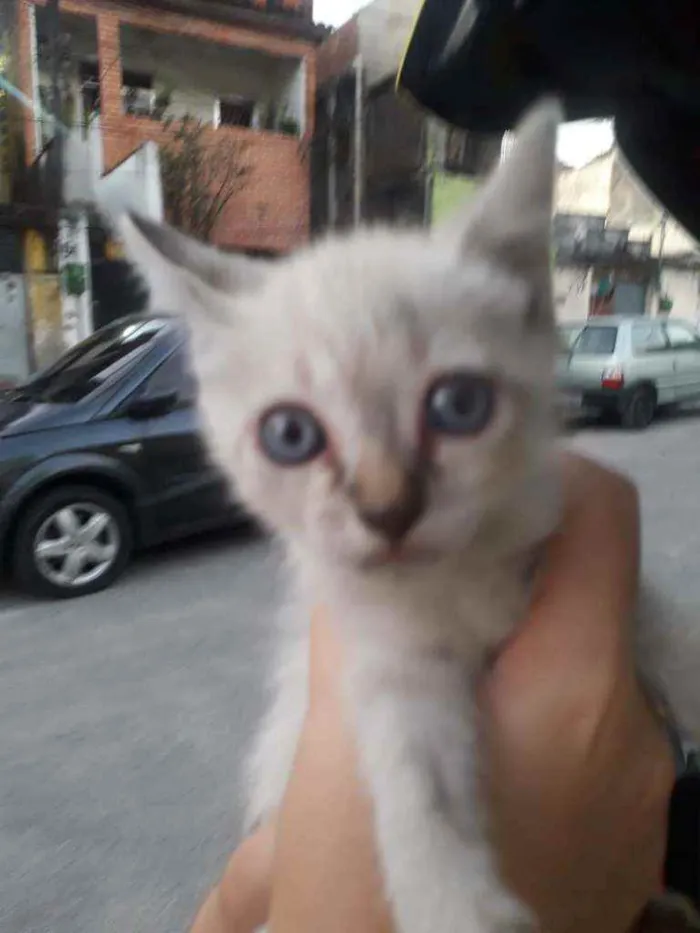 Gato ra a Srd idade 2 a 6 meses nome Mia