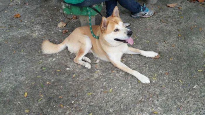 Cachorro ra a Akita idade 2 anos nome Johny
