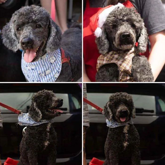 Cachorro ra a Poodle idade 4 anos nome Nenen