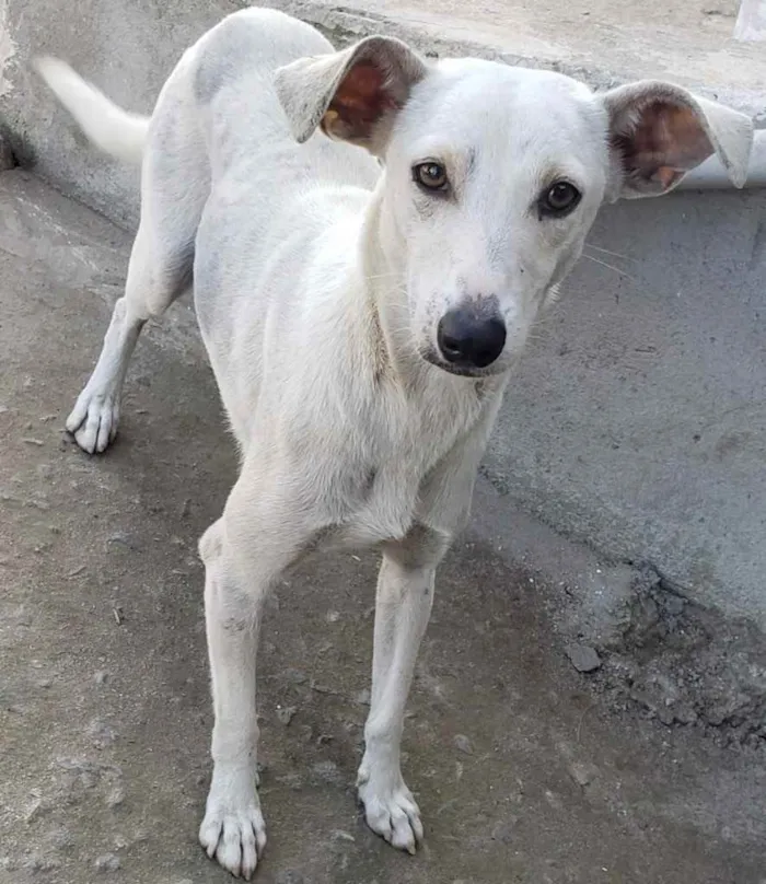 Cachorro ra a SRD idade 7 a 11 meses nome Lina