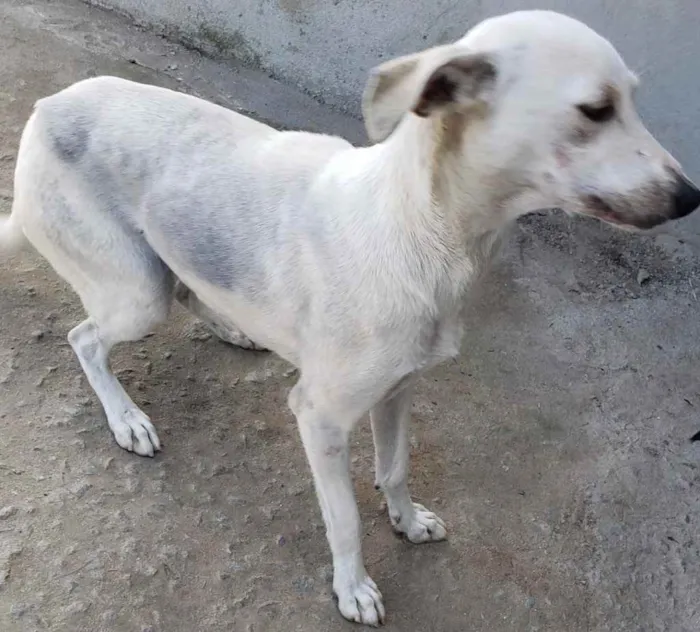 Cachorro ra a SRD idade 7 a 11 meses nome Lina