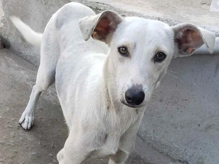 Cachorro ra a SRD idade 7 a 11 meses nome Lina