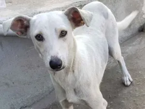 Cachorro raça SRD idade 7 a 11 meses nome Lina