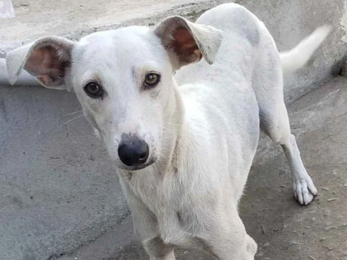 Cachorro ra a SRD idade 7 a 11 meses nome Lina