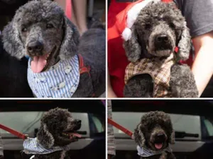 Cachorro raça Poodle idade 4 anos nome Nenen
