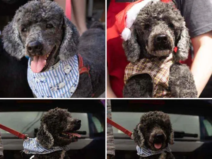 Cachorro ra a Poodle idade 4 anos nome Nenen