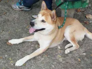 Cachorro raça Akita idade 2 anos nome Johny