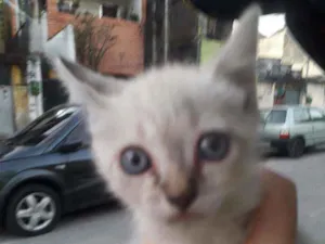 Gato raça Srd idade 2 a 6 meses nome Mia