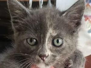 Gato raça Srd idade 2 a 6 meses nome Ursinho