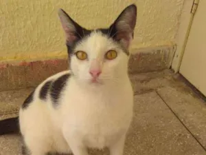 Gato raça SRD idade 2 anos nome Link