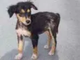 Estrela