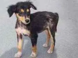 Cachorro raça SRD idade 2 a 6 meses nome Estrela