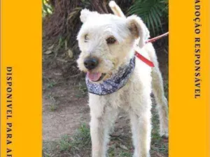 Cachorro raça SRD idade 2 a 6 meses nome Bob