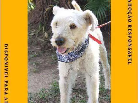 Cachorro ra a SRD idade 2 a 6 meses nome Bob