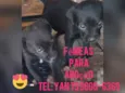 Filhotes