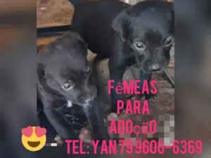 Cachorro raça Srd idade Abaixo de 2 meses nome Filhotes