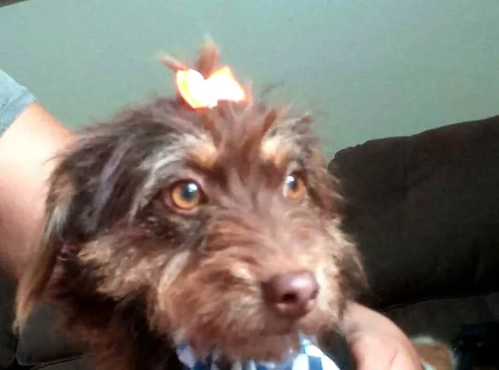 Cachorro raça  idade 2 anos nome Mel 