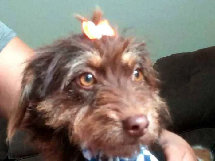 Cachorro raça  idade 2 anos nome Mel 