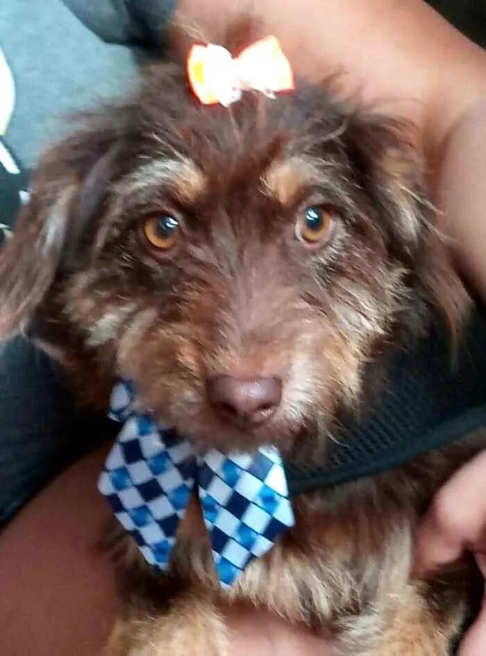 Cachorro raça  idade 2 anos nome Mel 