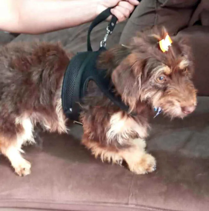 Cachorro raça  idade 2 anos nome Mel 