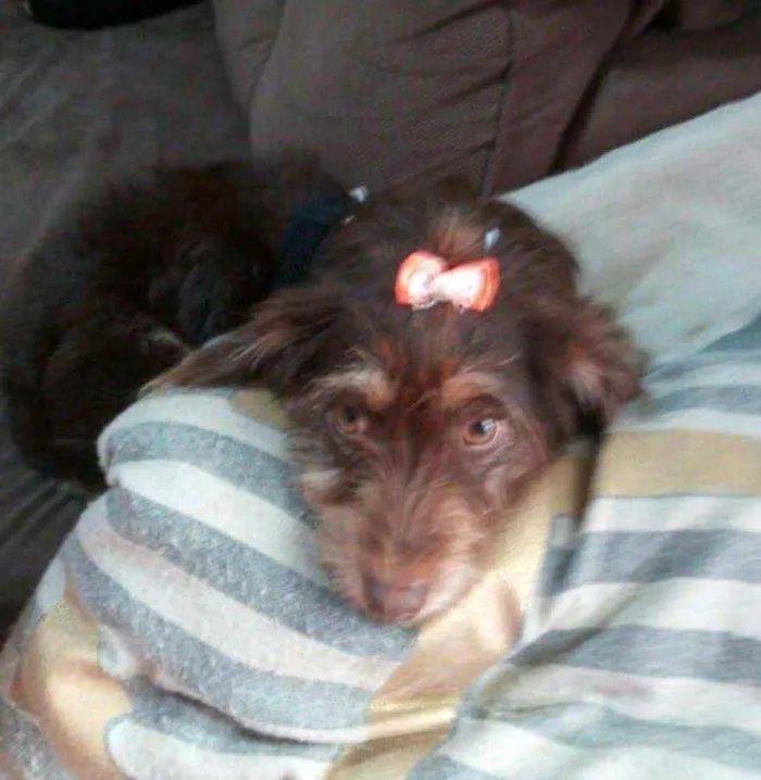 Cachorro raça  idade 2 anos nome Mel 