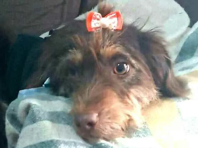 Cachorro raça  idade 2 anos nome Mel 