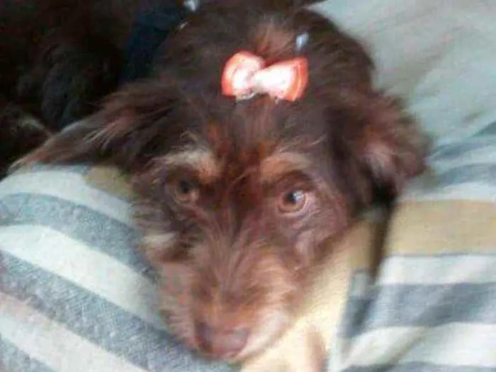 Cachorro raça  idade 2 anos nome Mel 