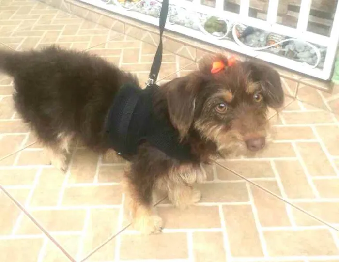 Cachorro raça  idade 2 anos nome Mel 