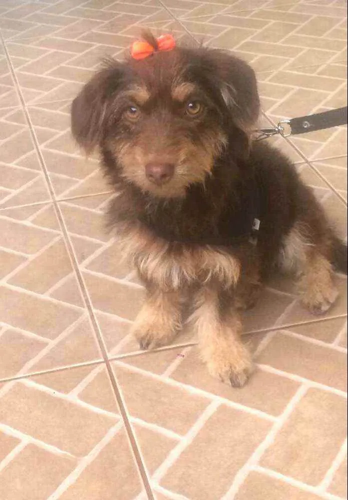 Cachorro raça  idade 2 anos nome Mel 