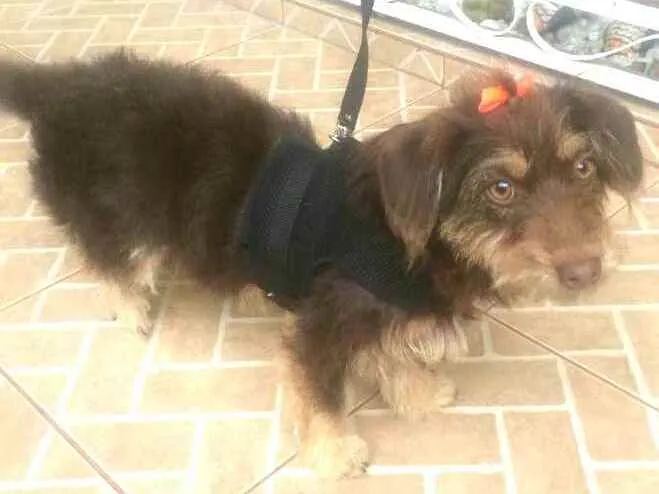 Cachorro raça  idade 2 anos nome Mel 