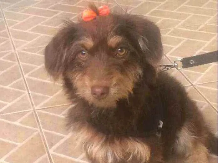 Cachorro raça  idade 2 anos nome Mel 