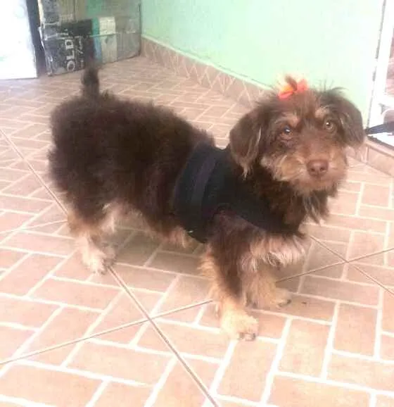 Cachorro raça  idade 2 anos nome Mel 