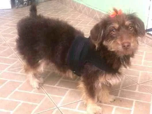 Cachorro raça  idade 2 anos nome Mel 