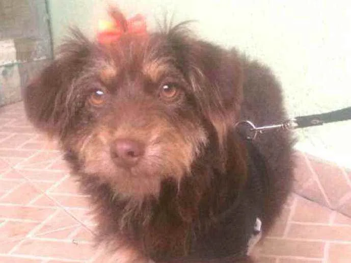 Cachorro raça  idade 2 anos nome Mel 